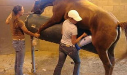 马配马视频,一场跨越时空的浪漫邂逅