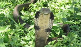 眼镜蛇视频,揭秘神秘毒蛇的生存智慧与致命一击